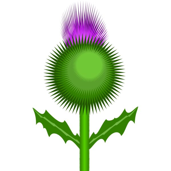 thistle Thumbnail