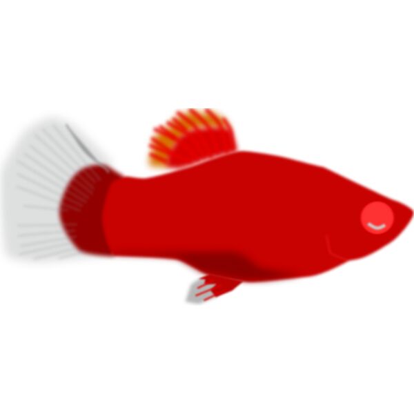 mystica Aquarium fish   Xiphophorus maculatus Thumbnail