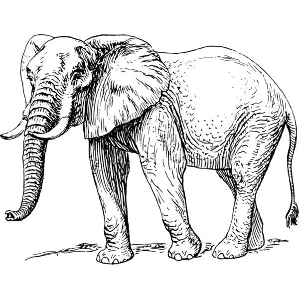 papapishu Elephant Thumbnail