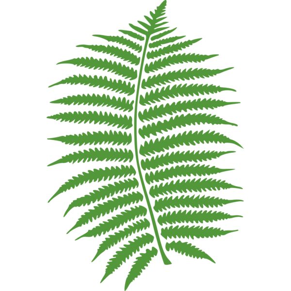 molumen fern Thumbnail