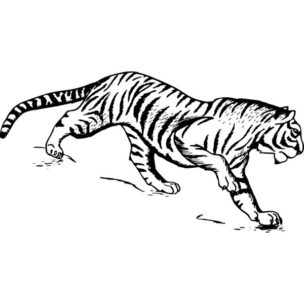 Tiger  Thumbnail