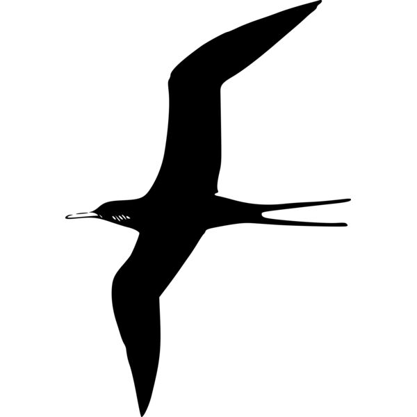 ryanlerch Frigate Bird Thumbnail