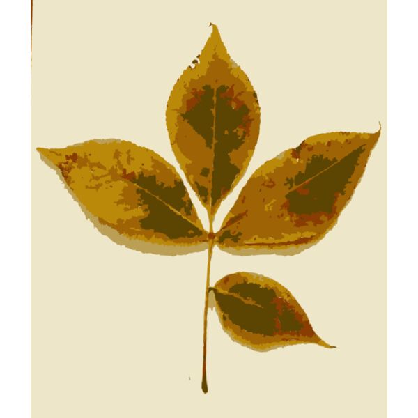 Various Missouri tree leaves Thumbnail